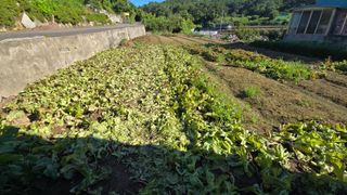 김영한님의 상추 · 영농일지 작성글 사진