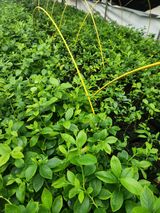 팜모닝 블루베리·영농일지 게시글 이미지