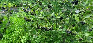 박종화님의 기타작물 · 영농일지 작성글 사진