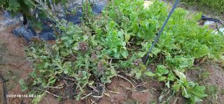 이장호님의 고추 · 영농일지 작성글 사진