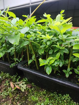 꽃지베리팜(윤인원)님의 블루베리 · 영농일지 작성글 사진