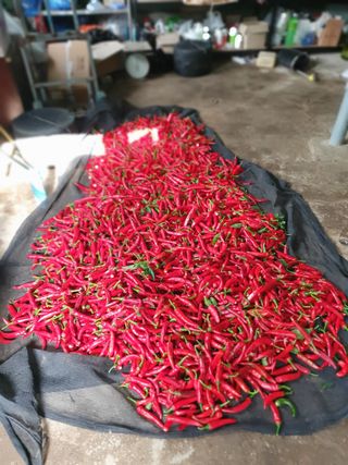 금강석님의 기타작물 · 영농일지 작성글 사진