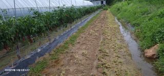 이장호님의 고추 · 영농일지 작성글 사진