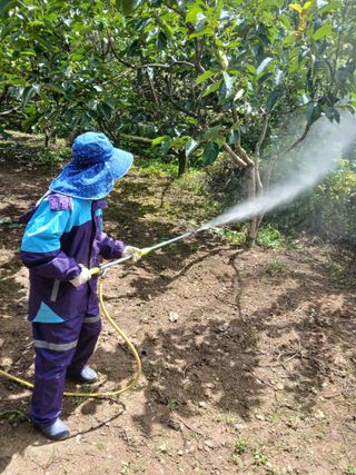 향양농장 사랑합니다님의 감 · 영농일지 작성글 사진