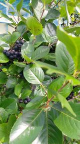 팜모닝 기타작물·영농일지 게시글 이미지