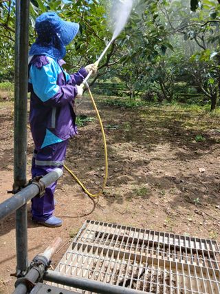 향양농장 사랑합니다님의 감 · 영농일지 작성글 사진