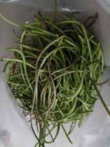 팜모닝 고구마·영농일지 게시글 이미지