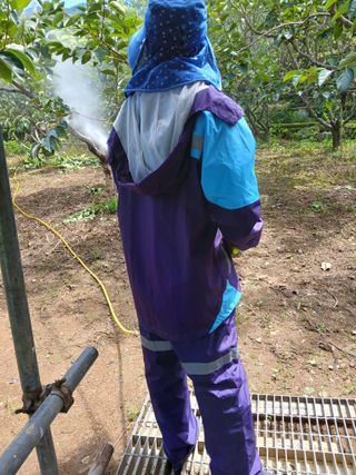 향양농장 사랑합니다님의 감 · 영농일지 작성글 사진