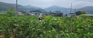 상추22033님의 기타작물 · 영농일지 작성글 사진