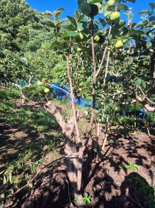 최진일님의 감 · 영농일지 작성글 사진