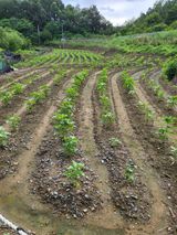 팜모닝 들깨·영농일지 게시글 이미지