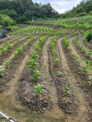 사과18677님의 들깨 · 영농일지 작성글 사진