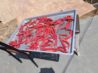 전희분님의 기타작물 · 영농일지 작성글 사진