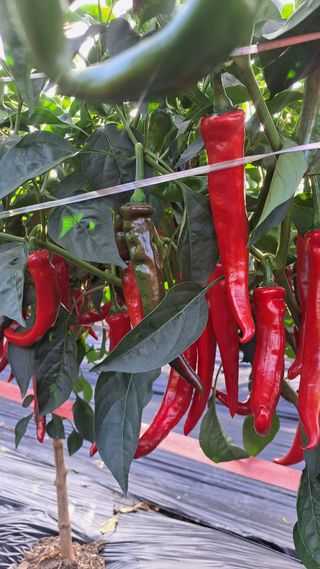 이남종님의 옥수수 · 영농일지 작성글 사진