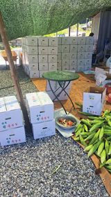 팜모닝 옥수수·영농일지 게시글 이미지