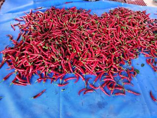  청계유정란 박진균님의 고추 · 영농일지 작성글 사진