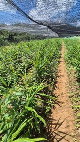 팜모닝 기타작물·영농일지 게시글 이미지