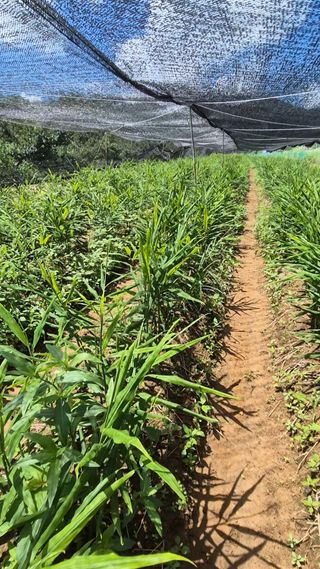 임상옥님의 기타작물 · 영농일지 작성글 사진