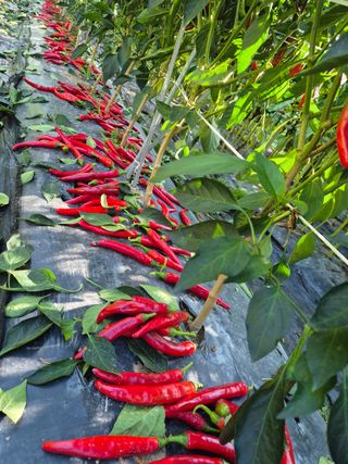 김종열님의 복숭아 · 영농일지 작성글 사진
