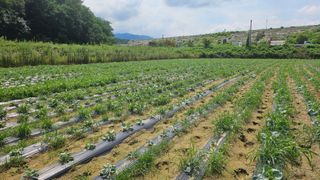 김남근님의 양배추 · 영농일지 작성글 사진