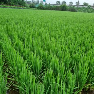 백현호님의 기타작물 · 영농일지 작성글 사진