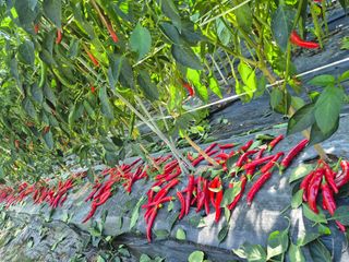 김종열님의 복숭아 · 영농일지 작성글 사진