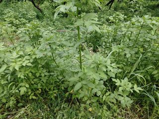 단감당감님의 감 · 영농일지 작성글 사진