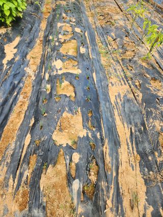 김영옥님의 기타작물 · 영농일지 작성글 사진