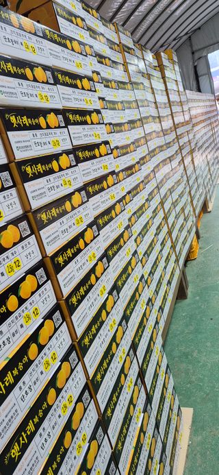 강성분님의 복숭아 · 영농일지 작성글 사진