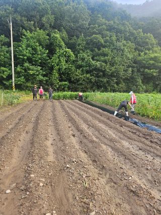 초보농부님의 배추 · 영농일지 작성글 사진