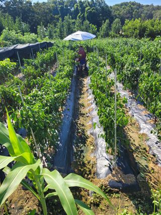 아리랑님의 고추 · 영농일지 작성글 사진