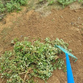 백현호님의 기타작물 · 영농일지 작성글 사진