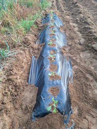 주재필님의 양배추 · 영농일지 작성글 사진