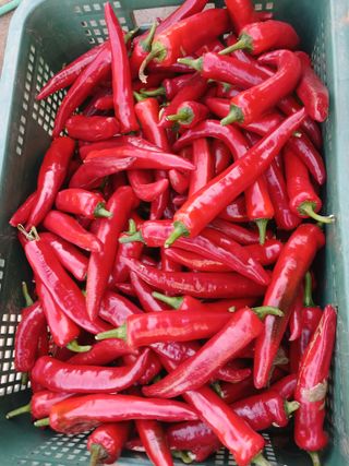 팜모닝회원대영농장님의 고추 · 영농일지 작성글 사진