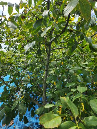 김영옥님의 기타작물 · 영농일지 작성글 사진