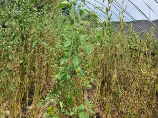 자기왕사랑해님의 참깨 · 영농일지 작성글 사진