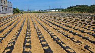 김남근님의 양배추 · 영농일지 작성글 사진