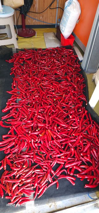 이장호님의 고추 · 영농일지 작성글 사진