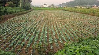 김남근님의 양배추 · 영농일지 작성글 사진