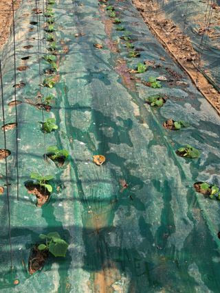 홍성규 님의 오이 · 영농일지 작성글 사진