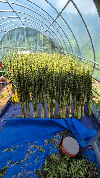 전환엽님의 참깨 · 영농일지 작성글 사진