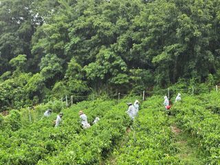 고추농사 정 미라님의 고추 · 영농일지 작성글 사진