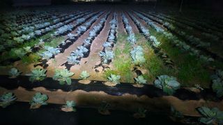 김남근님의 양배추 · 영농일지 작성글 사진