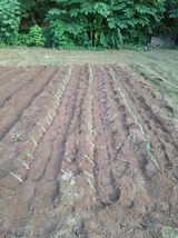 팜모닝 파·영농일지 게시글 이미지