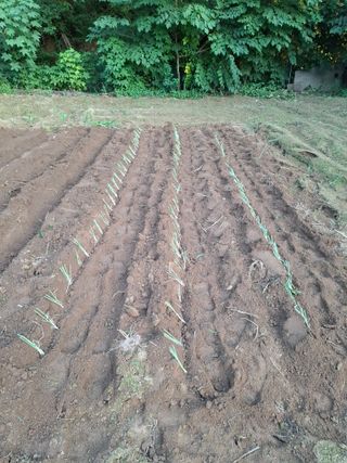 주재필님의 파 · 영농일지 작성글 사진