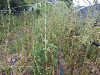 자기왕사랑해님의 참깨 · 영농일지 작성글 사진