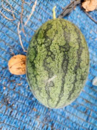 김영옥님의 기타작물 · 영농일지 작성글 사진