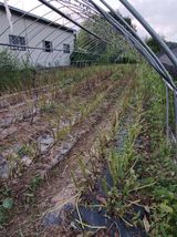 팜모닝 참깨·영농일지 게시글 이미지