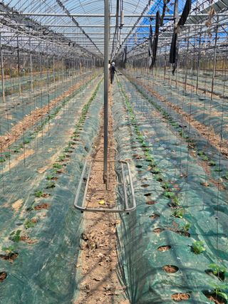 홍성규 님의 오이 · 영농일지 작성글 사진