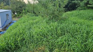 장정규님의 복숭아 · 영농일지 작성글 사진